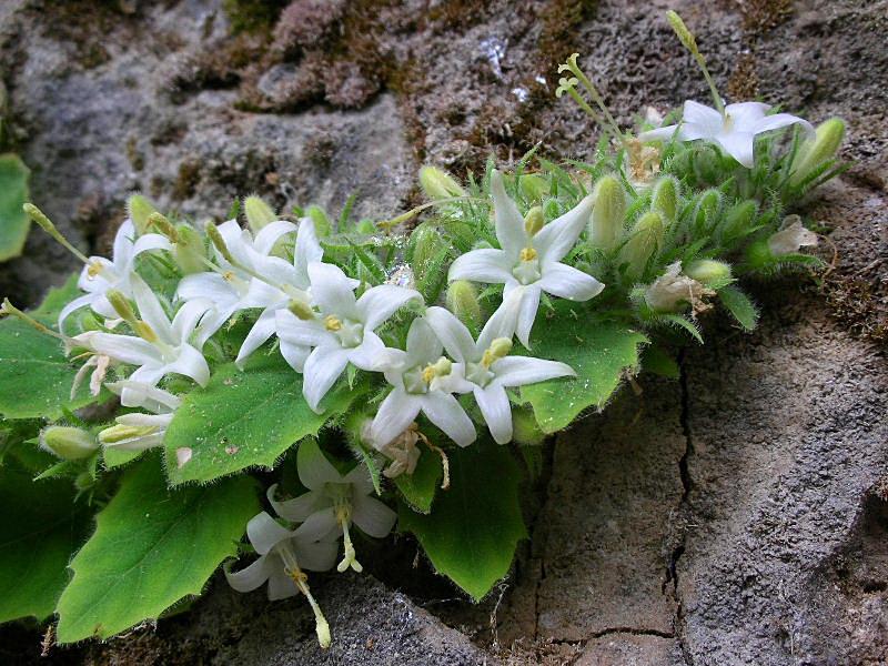 Campanula elatinoides /  Campanula di Lombardia